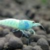 Blue Bolt Shrimp x5+2 (Grade A) - Image 3