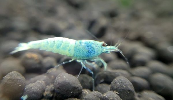 Blue Bolt Shrimp x5+2 (Grade A) - Image 3