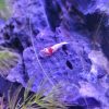 Crystal Red Shrimp x5+2 (Grade S-SS)