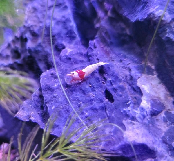 Crystal Red Shrimp x5+2 (Grade S-SS)