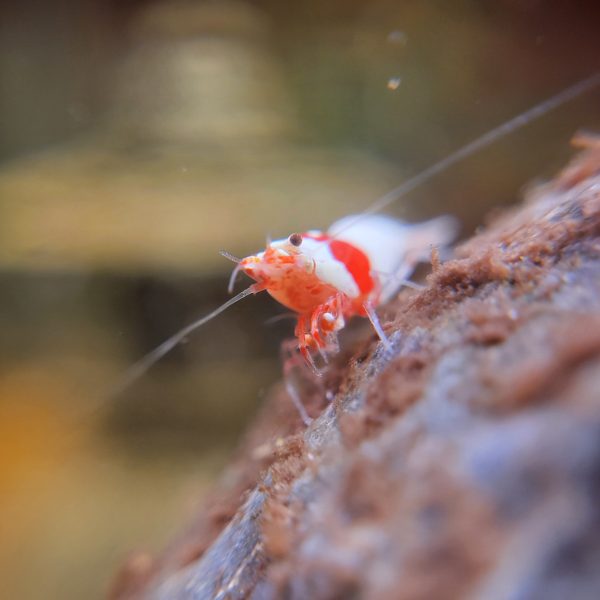 Crystal Red Shrimp x5+2 (Grade S-SS) - Image 2