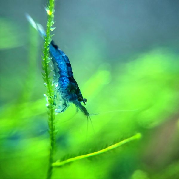 Blue Dream Neocaridina x5+2