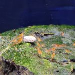 Sunkist Orange Neocaridina x5+2 - Image 2