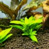 Repens Staurogyne - Image 2
