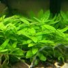 Repens Staurogyne