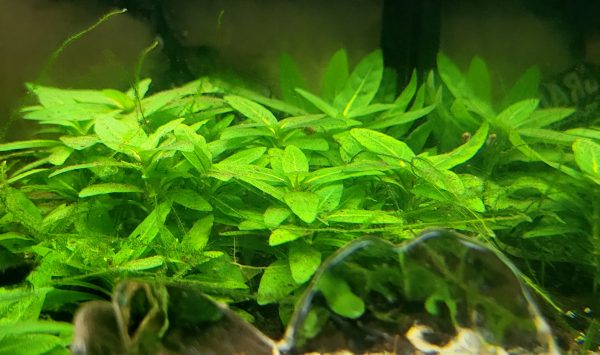 Repens Staurogyne