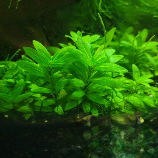 Repens Staurogyne - Image 4