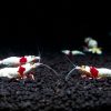 Crystal Red Shrimp x5+2 (Grade S-SS) - Image 3