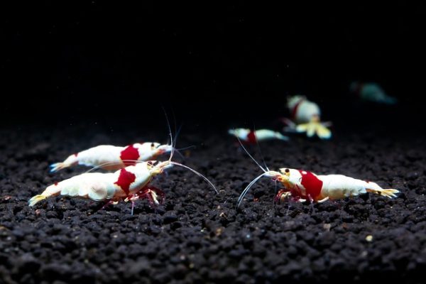 Crystal Red Shrimp x5+2 (Grade S-SS) - Image 3