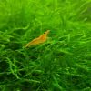 Sunkist Orange Neocaridina x5+2