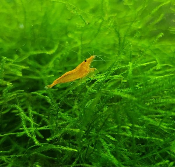 Sunkist Orange Neocaridina x5+2