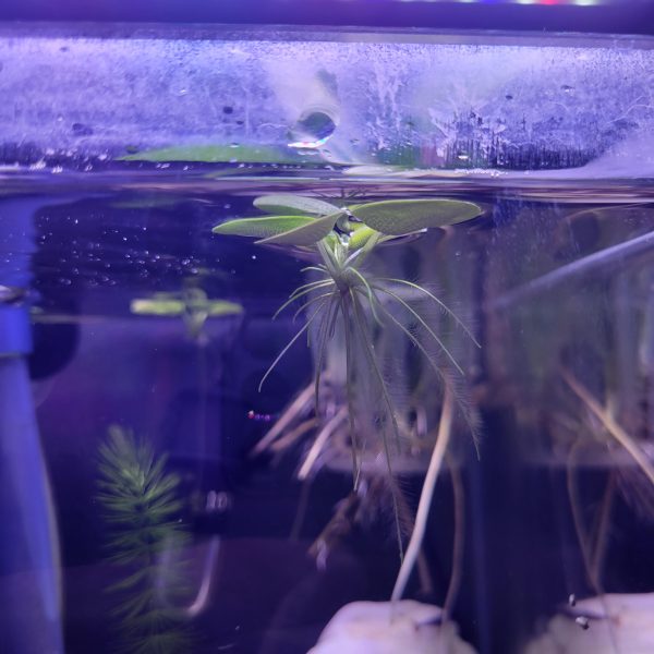 Amazon Frogbit - Image 3