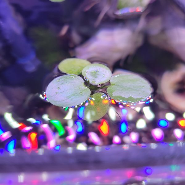 Amazon Frogbit - Image 2