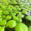 Amazon Frogbit