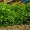 Java Moss