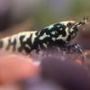 Black Galaxy BOA Shrimp x5+2 (Grade A-S)