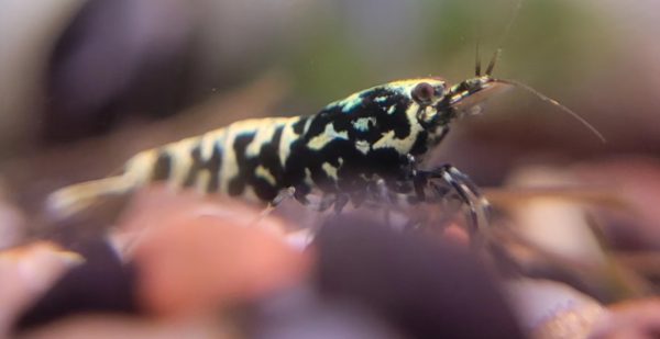 Black Galaxy BOA Shrimp x5+2 (Grade A-S)