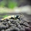 Black Galaxy BOA Shrimp x5+2 (Grade A-S) - Image 2